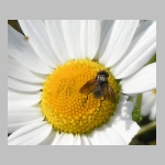 Phasia obesa - Raupenfliege 06.jpg